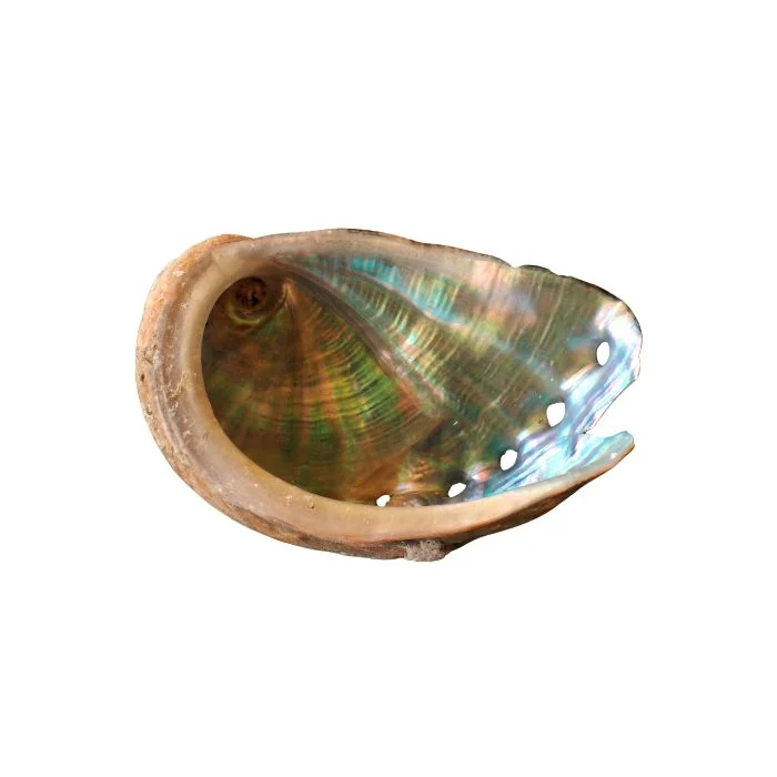 Iridescent Abalone Nacre Stone showing blue, green, violet and silver tones